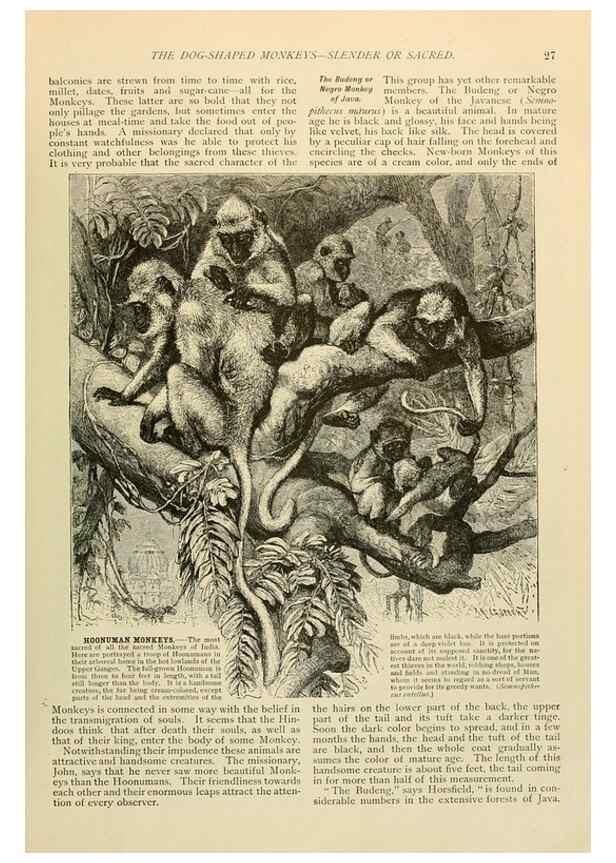 Reproducción/Reproduction 6902381630: Brehm's Life of animals :. Chicago :Marquis,1895.