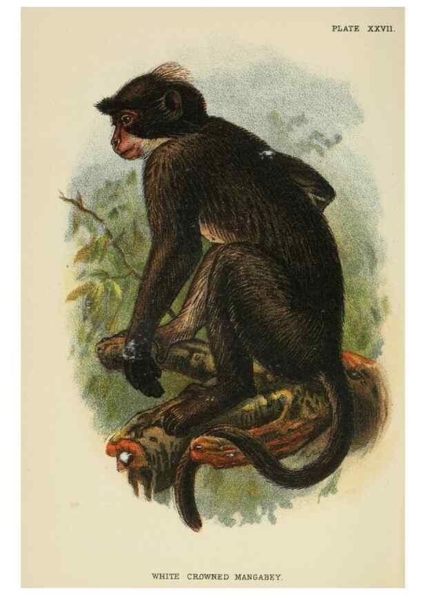Reproducción/Reproduction 7047653373: A hand-book to the primates /. London :E. Lloyd,1896-1897.