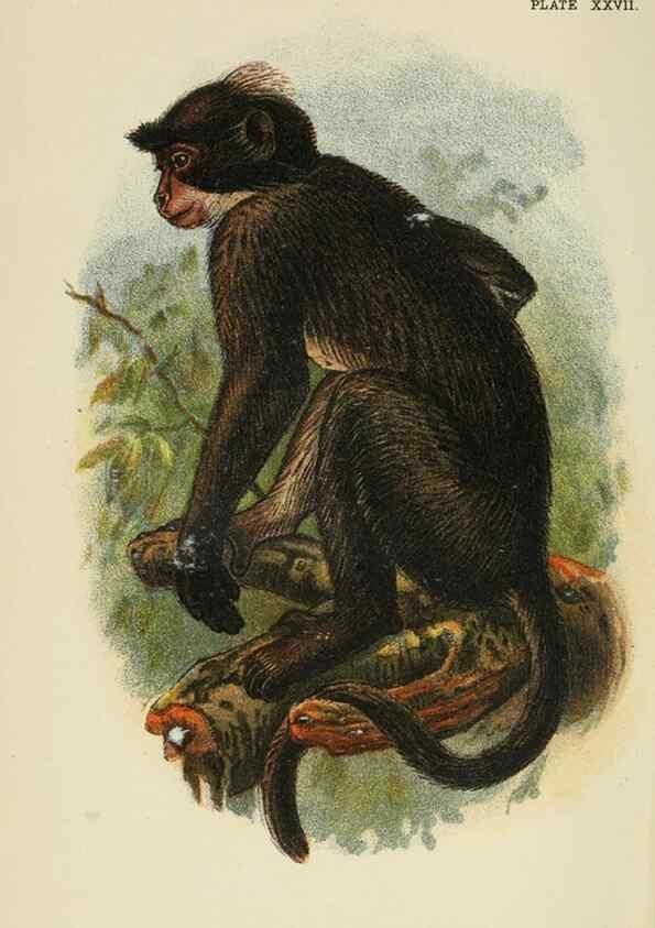 Reproducción/Reproduction 7047653373: A hand-book to the primates /. London :E. Lloyd,1896-1897.