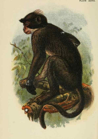 Reproducción/Reproduction 7047653373: A hand-book to the primates /. London :E. Lloyd,1896-1897.