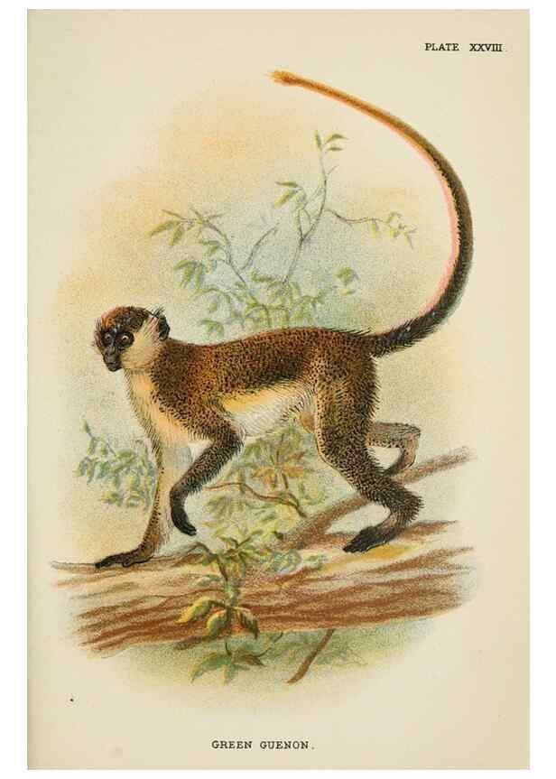Reproducción/Reproduction 7047654029: A hand-book to the primates /. London :E. Lloyd,1896-1897.