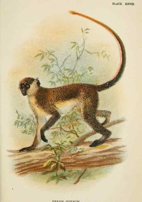 Reproducción/Reproduction 7047654029: A hand-book to the primates /. London :E. Lloyd,1896-1897.
