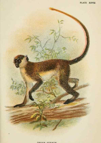 Reproducción/Reproduction 7047654029: A hand-book to the primates /. London :E. Lloyd,1896-1897.