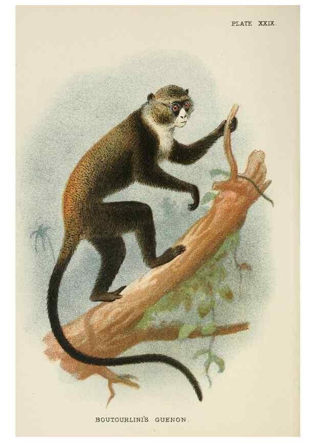 Reproducción/Reproduction 7047654601: A hand-book to the primates /. London :E. Lloyd,1896-1897.