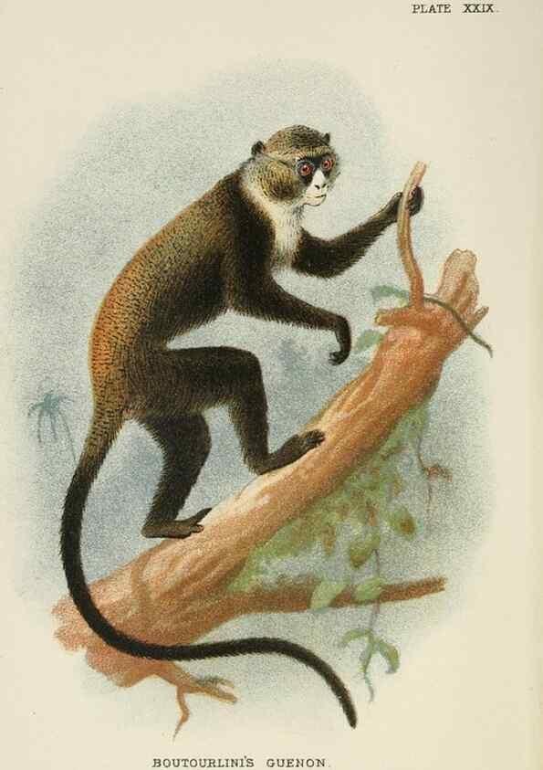 Reproducción/Reproduction 7047654601: A hand-book to the primates /. London :E. Lloyd,1896-1897.