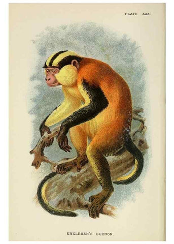 Reproducción/Reproduction 6901559510: A hand-book to the primates /. London :E. Lloyd,1896-1897.