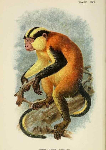Reproducción/Reproduction 6901559510: A hand-book to the primates /. London :E. Lloyd,1896-1897.