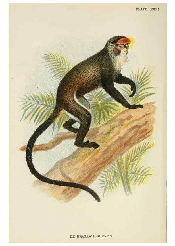 Reproducción/Reproduction 7047655759: A hand-book to the primates /. London :E. Lloyd,1896-1897.