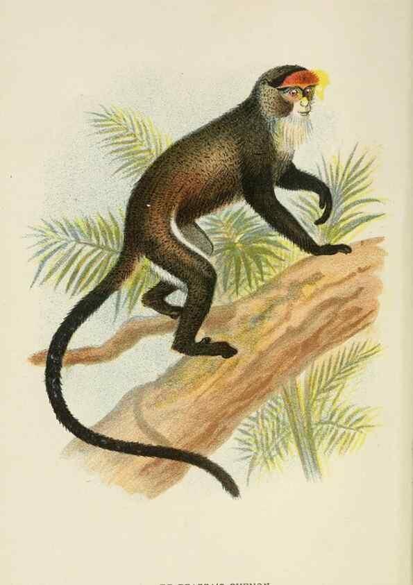 Reproducción/Reproduction 7047655759: A hand-book to the primates /. London :E. Lloyd,1896-1897.