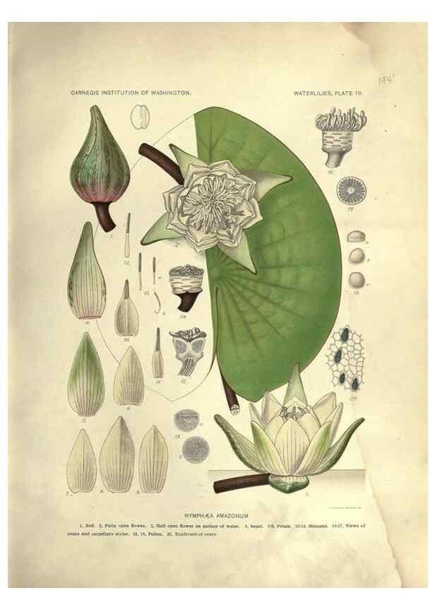 Reproducción/Reproduction 7060879859: The waterlilies:. [Washington]Published by the Carnegie Institution of Washington1905