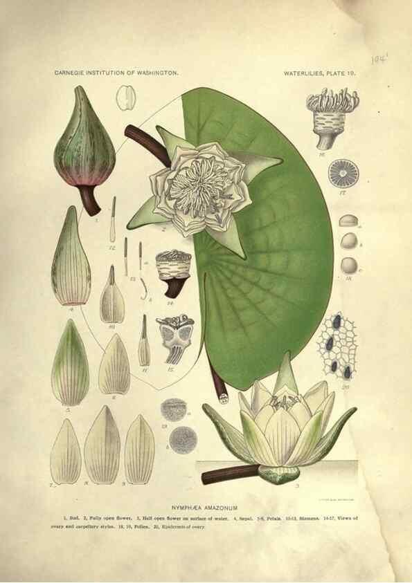 Reproducción/Reproduction 7060879859: The waterlilies:. [Washington]Published by the Carnegie Institution of Washington1905