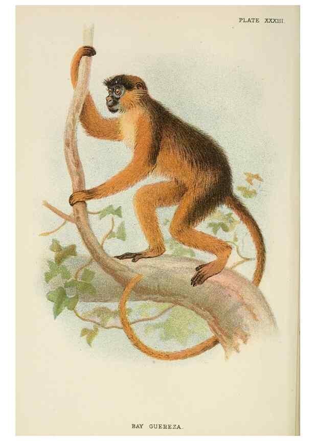 Reproducción/Reproduction 6901561376: A hand-book to the primates /. London :E. Lloyd,1896-1897.