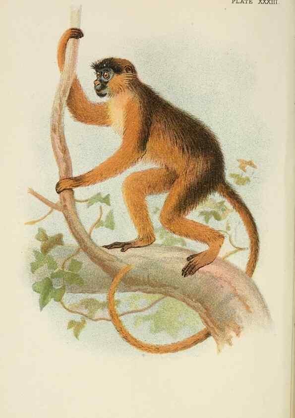 Reproducción/Reproduction 6901561376: A hand-book to the primates /. London :E. Lloyd,1896-1897.