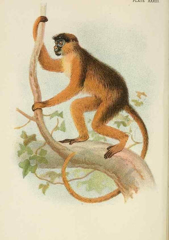 Reproducción/Reproduction 6901561376: A hand-book to the primates /. London :E. Lloyd,1896-1897.