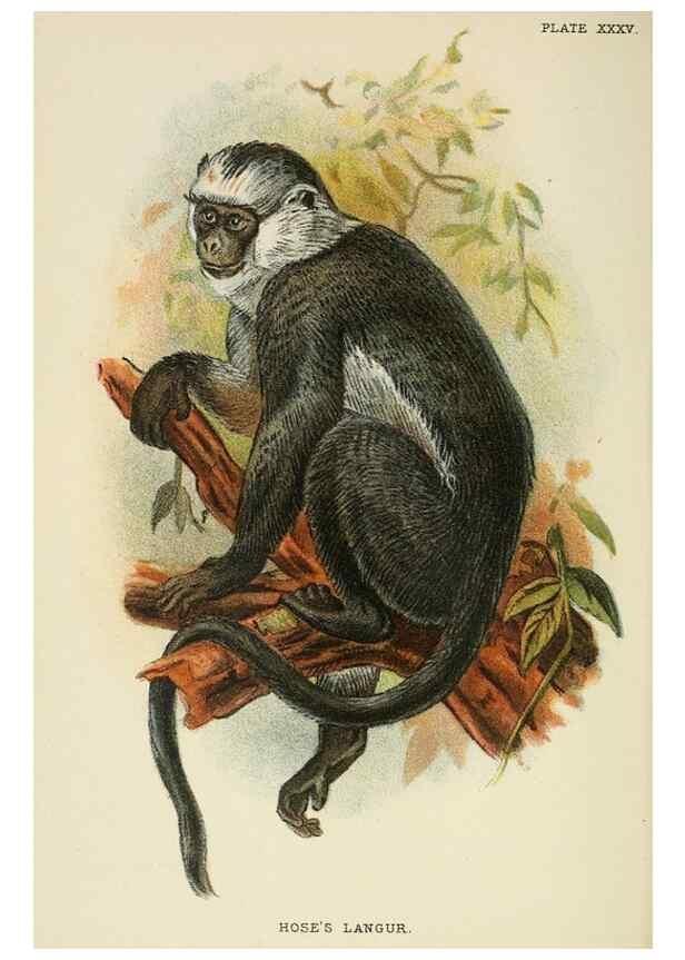 Reproducción/Reproduction 6901562708: A hand-book to the primates /. London :E. Lloyd,1896-1897.