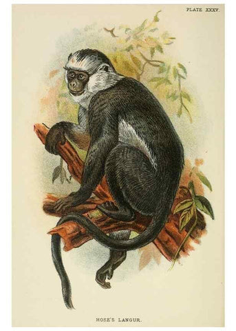 Reproducción/Reproduction 6901562708: A hand-book to the primates /. London :E. Lloyd,1896-1897.
