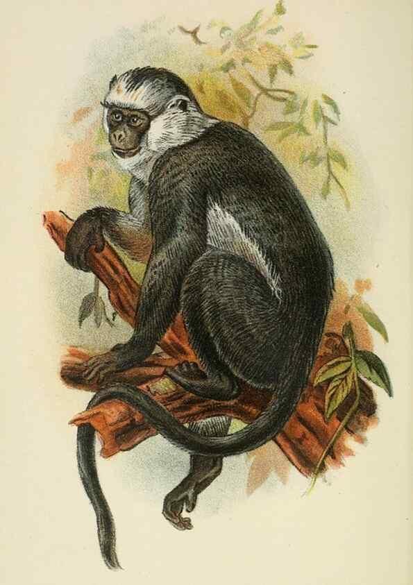 Reproducción/Reproduction 6901562708: A hand-book to the primates /. London :E. Lloyd,1896-1897.