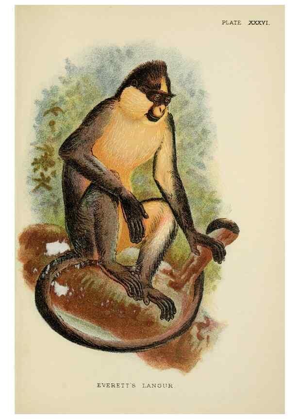 Reproducción/Reproduction 6901563304: A hand-book to the primates /. London :E. Lloyd,1896-1897.