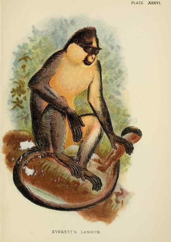Reproducción/Reproduction 6901563304: A hand-book to the primates /. London :E. Lloyd,1896-1897.