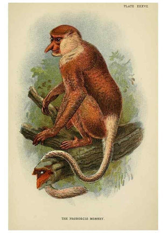 Reproducción/Reproduction 6901564004: A hand-book to the primates /. London :E. Lloyd,1896-1897.