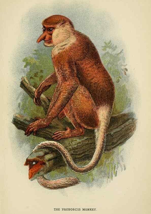 Reproducción/Reproduction 6901564004: A hand-book to the primates /. London :E. Lloyd,1896-1897.