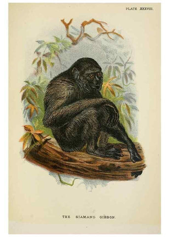 Reproducción/Reproduction 6901564624: A hand-book to the primates /. London :E. Lloyd,1896-1897.