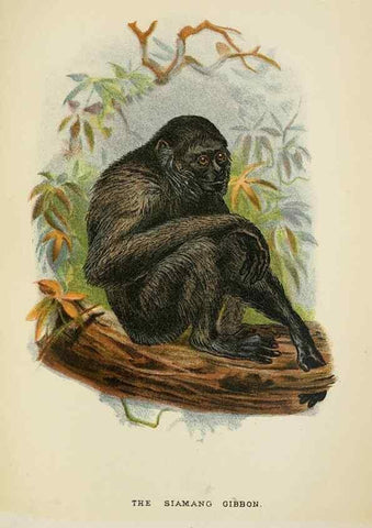 Reproducción/Reproduction 6901564624: A hand-book to the primates /. London :E. Lloyd,1896-1897.
