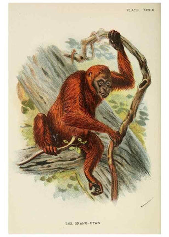 Reproducción/Reproduction 7047660653: A hand-book to the primates /. London :E. Lloyd,1896-1897.