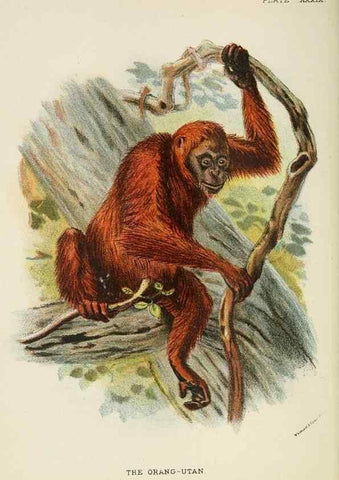 Reproducción/Reproduction 7047660653: A hand-book to the primates /. London :E. Lloyd,1896-1897.