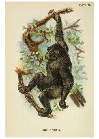 Reproducción/Reproduction 6901565782: A hand-book to the primates /. London :E. Lloyd,1896-1897.