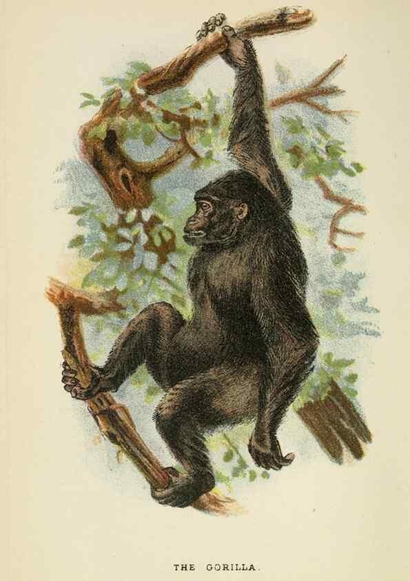 Reproducción/Reproduction 6901565782: A hand-book to the primates /. London :E. Lloyd,1896-1897.