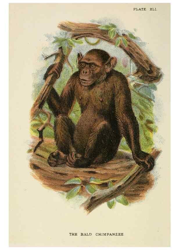Reproducción/Reproduction 6901566470: A hand-book to the primates /. London :E. Lloyd,1896-1897.