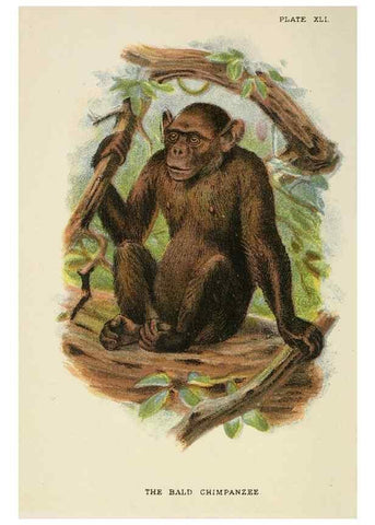 Reproducción/Reproduction 6901566470: A hand-book to the primates /. London :E. Lloyd,1896-1897.