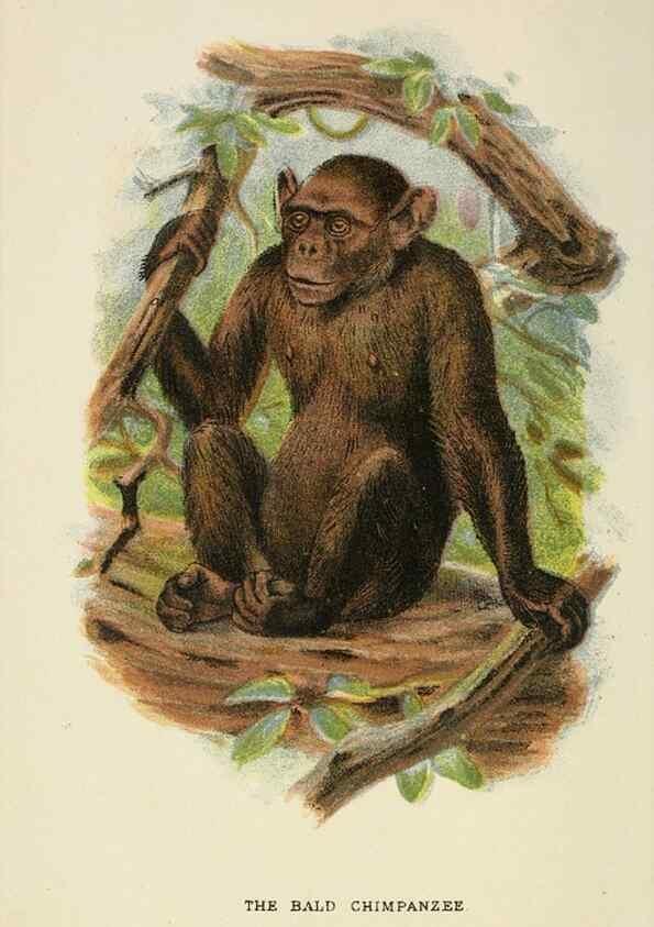Reproducción/Reproduction 6901566470: A hand-book to the primates /. London :E. Lloyd,1896-1897.