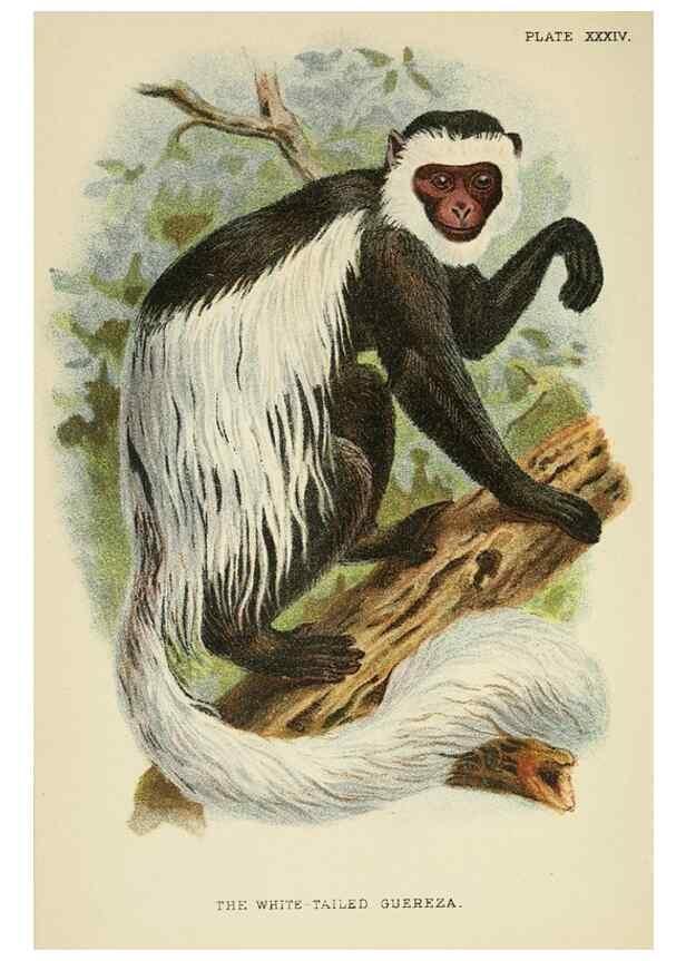 Reproducción/Reproduction 6901562078: A hand-book to the primates /. London :E. Lloyd,1896-1897.
