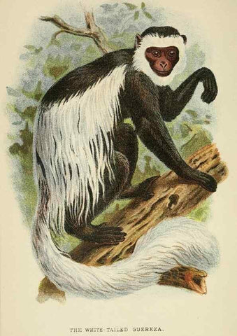 Reproducción/Reproduction 6901562078: A hand-book to the primates /. London :E. Lloyd,1896-1897.
