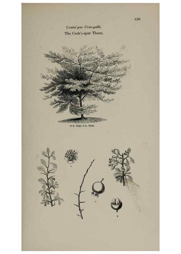 Reproducción/Reproduction 7064310199: Arboretum et fruticetum britannicum, or :. London :J.C. Loudon,1844.