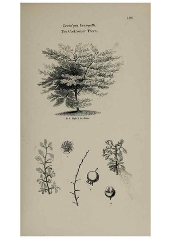 Reproducción/Reproduction 7064310199: Arboretum et fruticetum britannicum, or :. London :J.C. Loudon,1844.