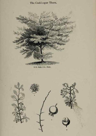 Reproducción/Reproduction 7064310199: Arboretum et fruticetum britannicum, or :. London :J.C. Loudon,1844.