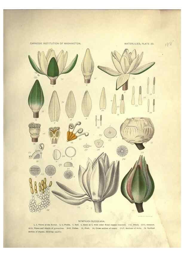 Reproducción/Reproduction 7060880353: The waterlilies:. [Washington]Published by the Carnegie Institution of Washington1905