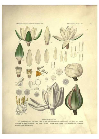 Reproducción/Reproduction 7060880353: The waterlilies:. [Washington]Published by the Carnegie Institution of Washington1905