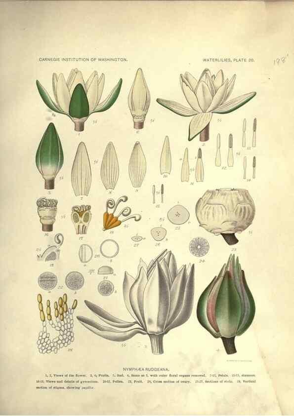 Reproducción/Reproduction 7060880353: The waterlilies:. [Washington]Published by the Carnegie Institution of Washington1905