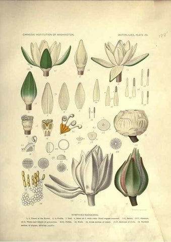 Reproducción/Reproduction 7060880353: The waterlilies:. [Washington]Published by the Carnegie Institution of Washington1905