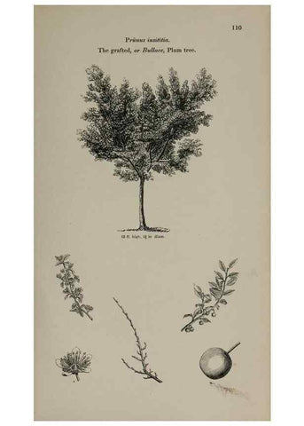 Reproducción/Reproduction 7064302175: Arboretum et fruticetum britannicum, or :. London :J.C. Loudon,1844.