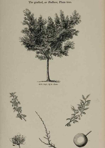 Reproducción/Reproduction 7064302175: Arboretum et fruticetum britannicum, or :. London :J.C. Loudon,1844.