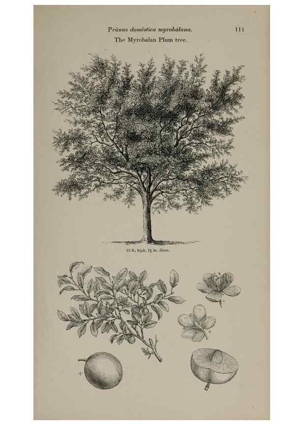 Reproducción/Reproduction 6918224154: Arboretum et fruticetum britannicum, or :. London :J.C. Loudon,1844.