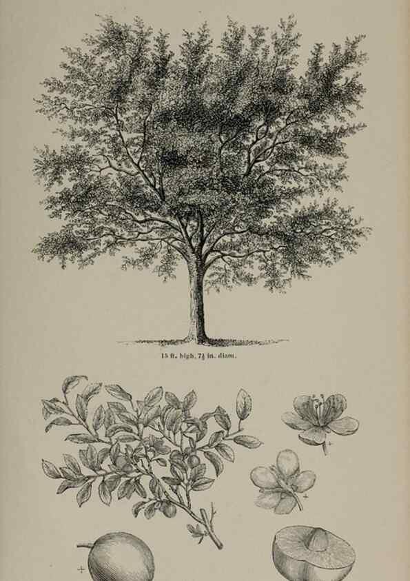 Reproducción/Reproduction 6918224154: Arboretum et fruticetum britannicum, or :. London :J.C. Loudon,1844.