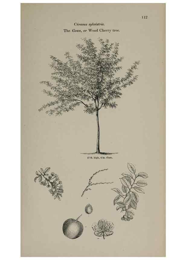 Reproducción/Reproduction 7064303295: Arboretum et fruticetum britannicum, or :. London :J.C. Loudon,1844.