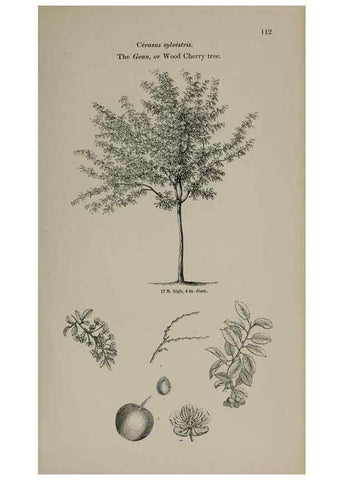 Reproducción/Reproduction 7064303295: Arboretum et fruticetum britannicum, or :. London :J.C. Loudon,1844.