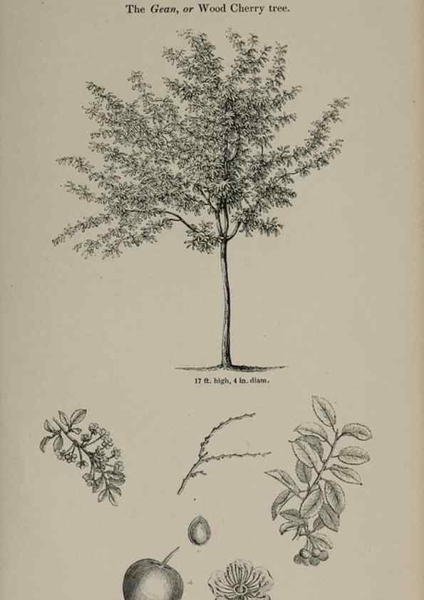 Reproducción/Reproduction 7064303295: Arboretum et fruticetum britannicum, or :. London :J.C. Loudon,1844.